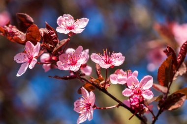 桃花盛開唯美圖片[圖片大全]三月粉色桃花盛開圖片[圖片大全]淡雅粉色