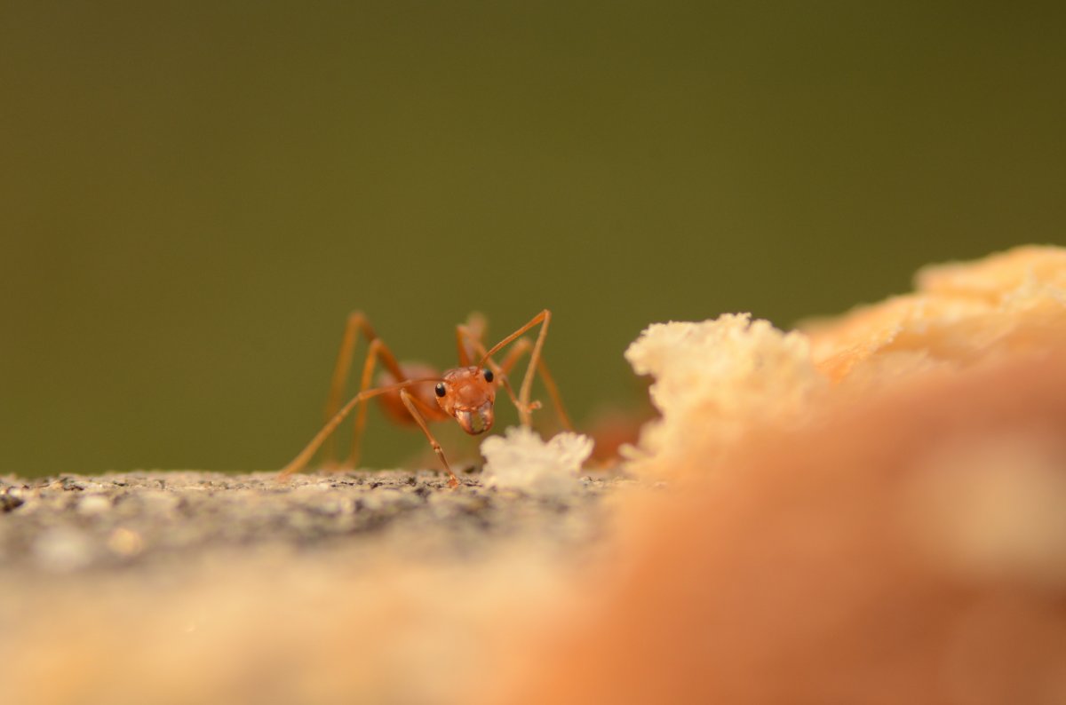 最小的蚂蚁图片