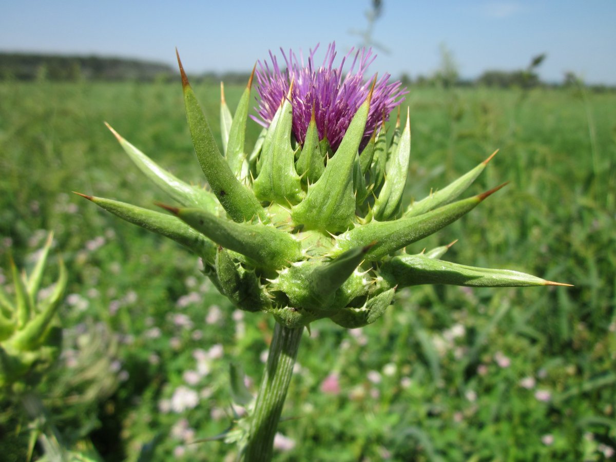 唯美小清新紫色水飞蓟图片