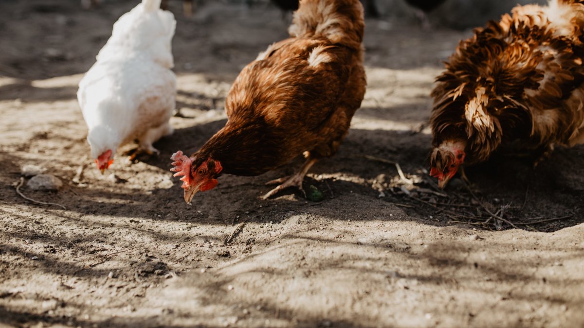 悠闲觅食的母鸡图片