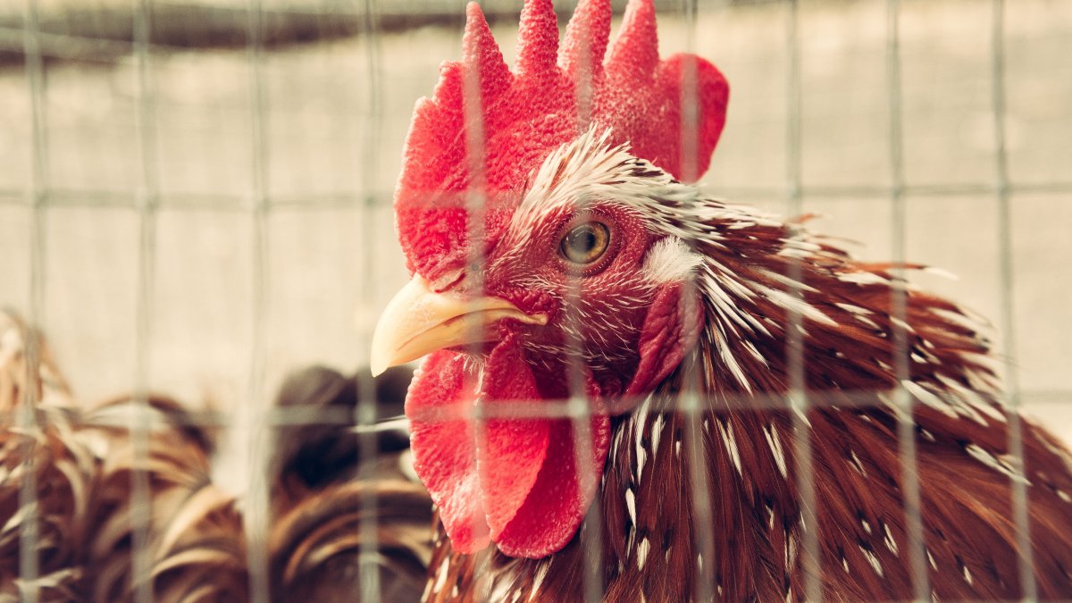 骄傲霸气的大公鸡图片