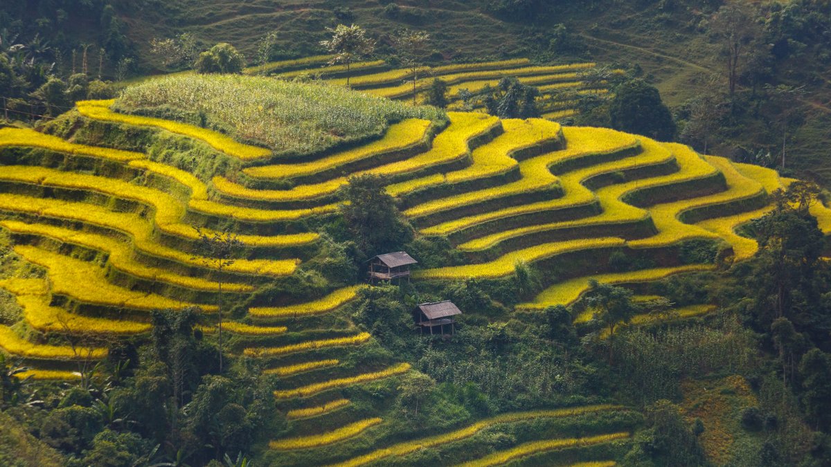 层层叠叠绿色的梯田风景图片