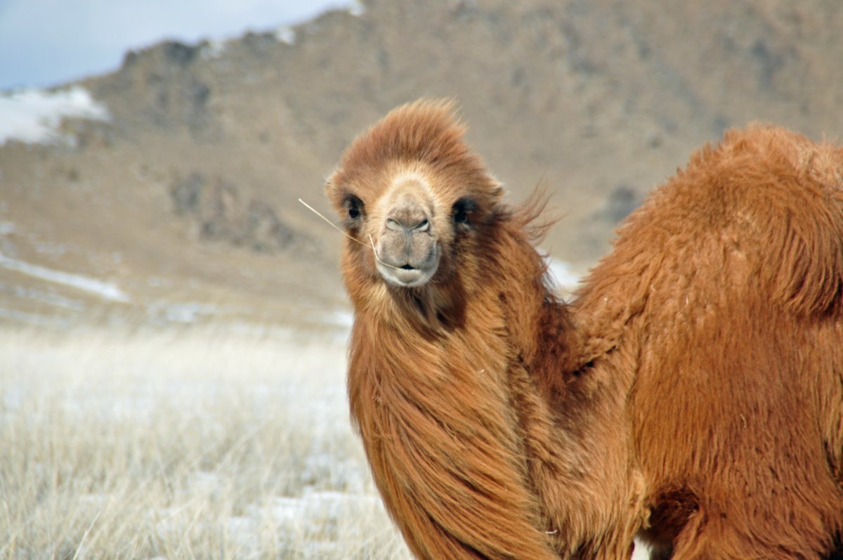 沙漠骆驼学霸版图片