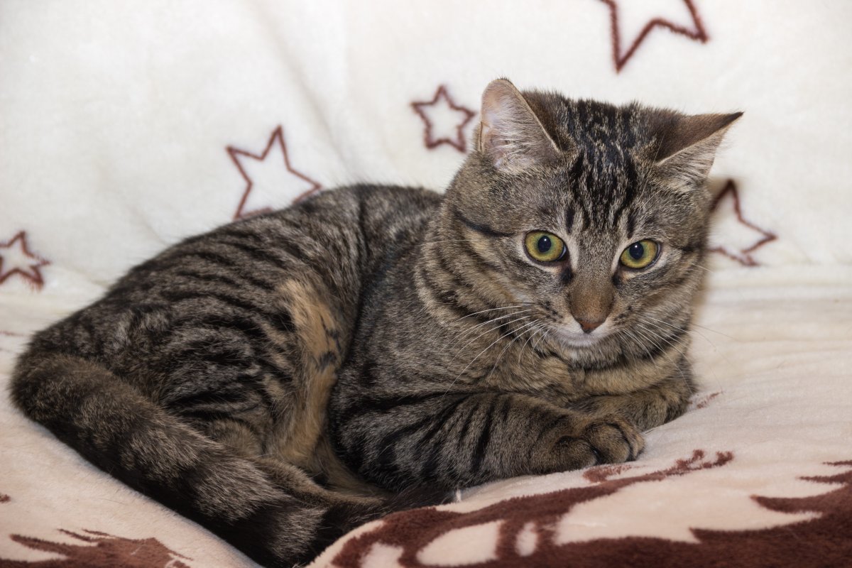 欧洲灰色短毛猫图片