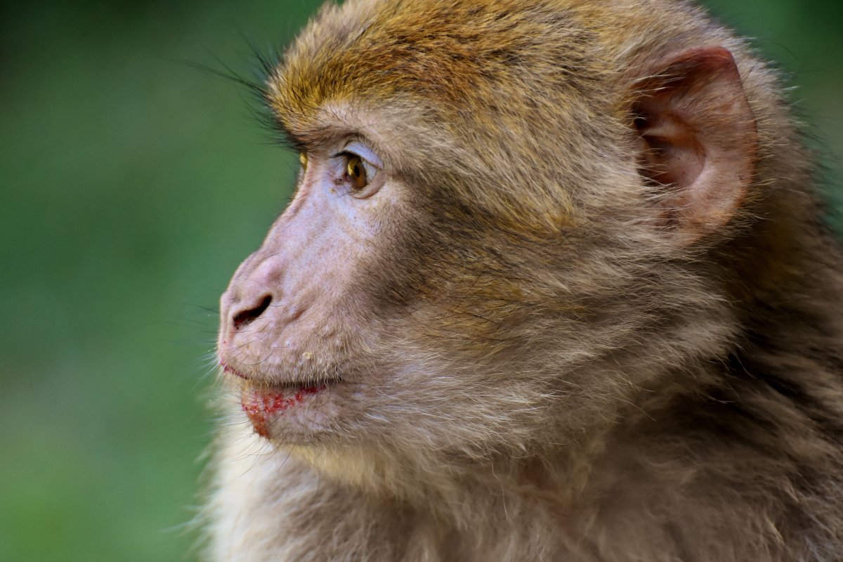 可爱的巴巴利猿图片