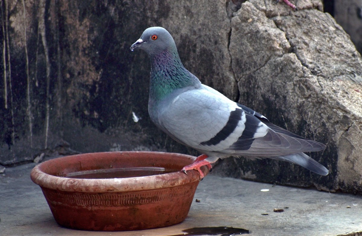 灰色鸽子喝水图片