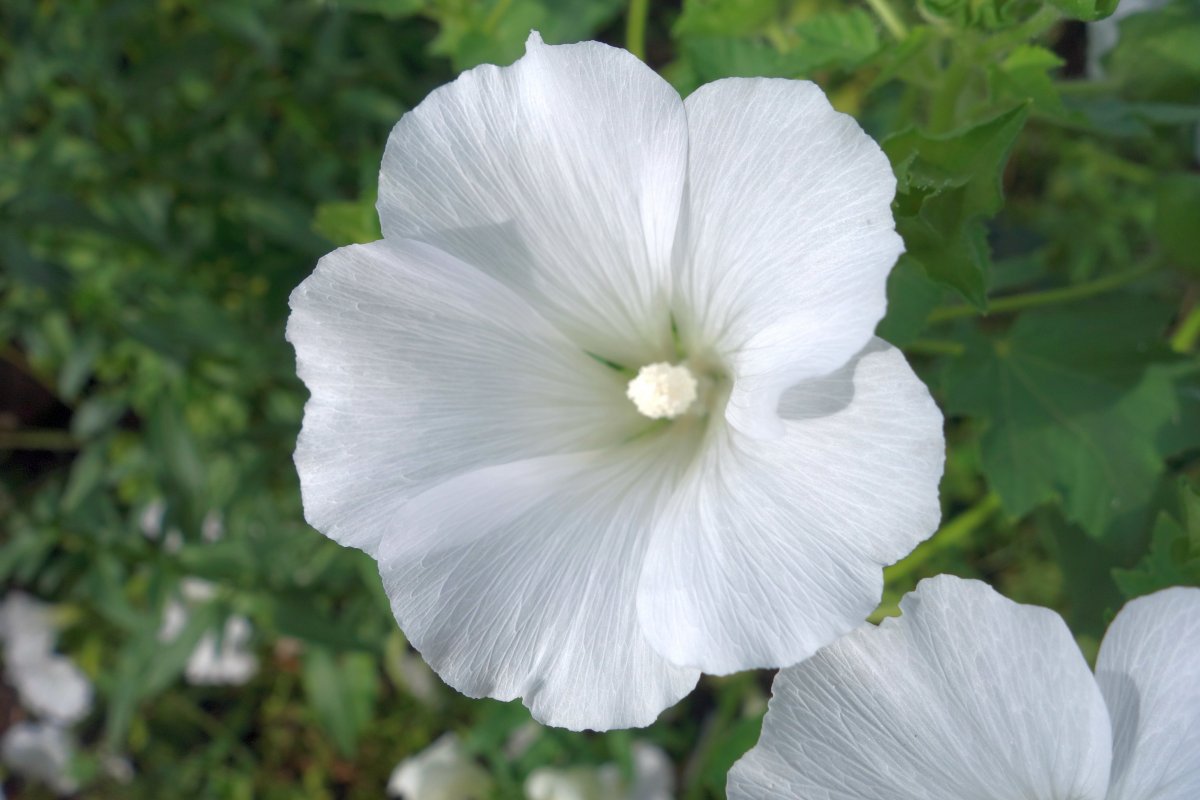 純白色木槿花圖片,高清圖片