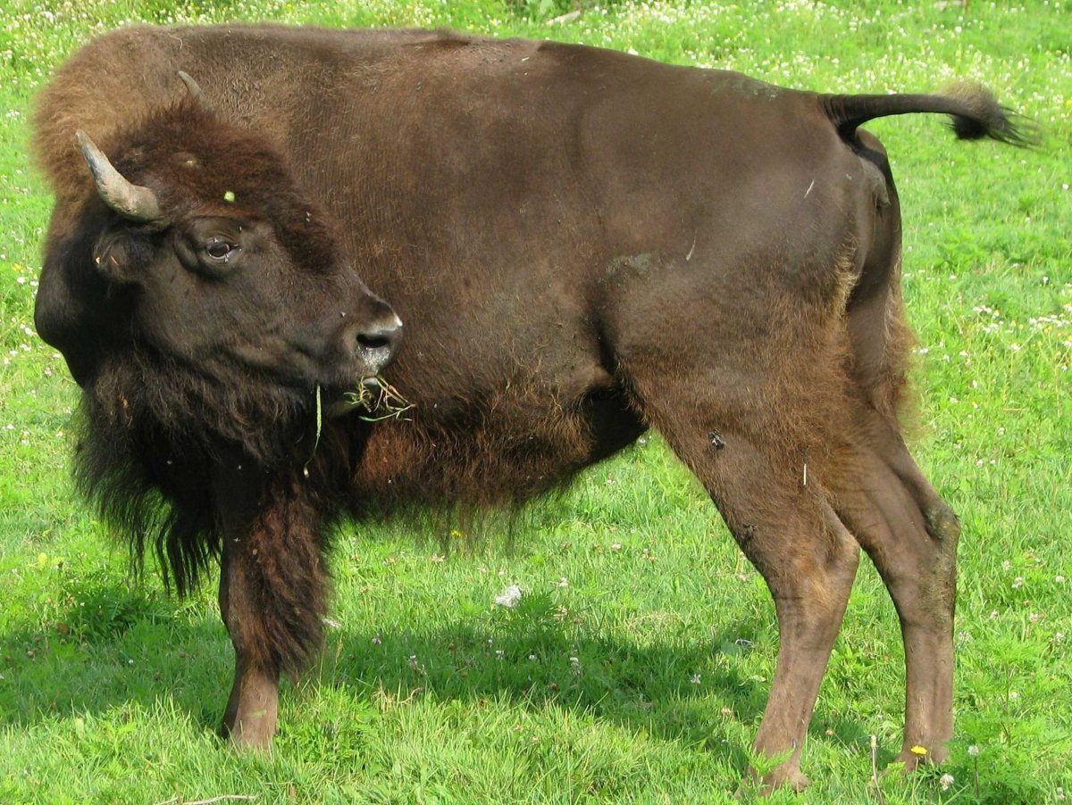 美洲野牛身高图片