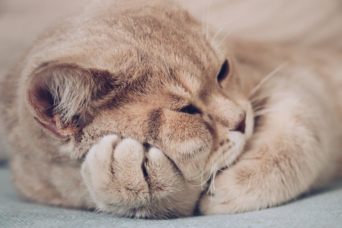 可爱猫咪壁纸图片 高清图片