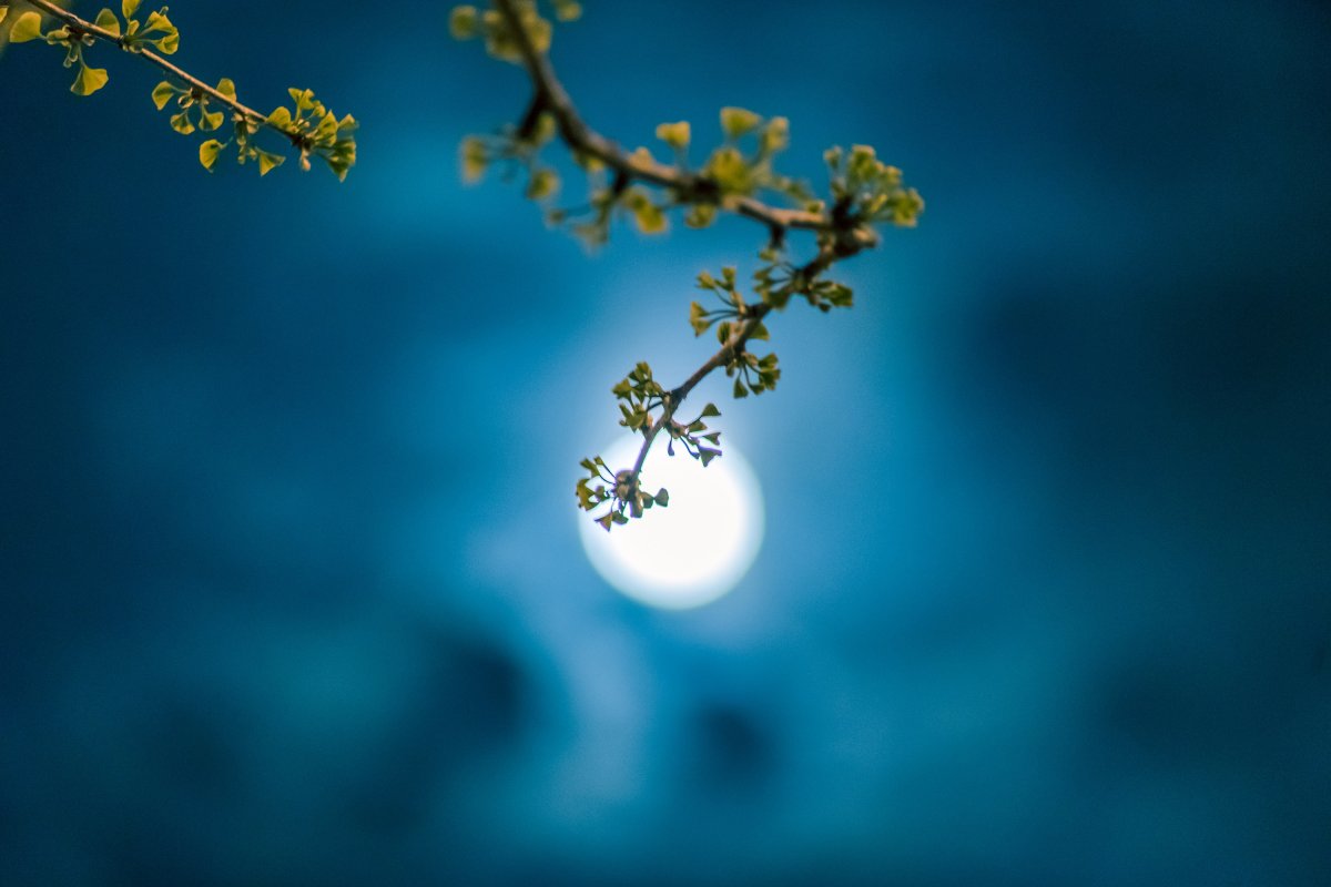 月圆之夜图片大全唯美图片