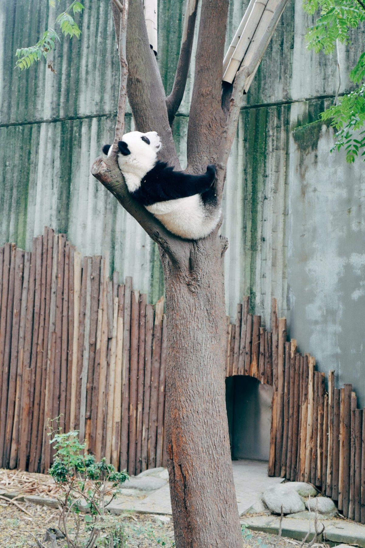 熊貓爬樹圖片