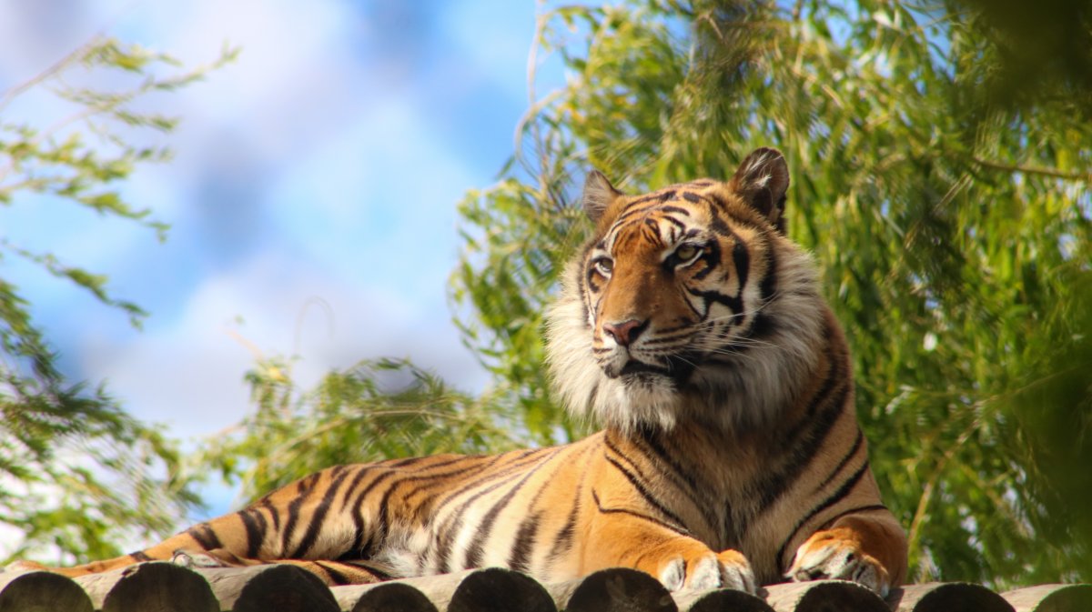 動物園大老虎兇狠圖片