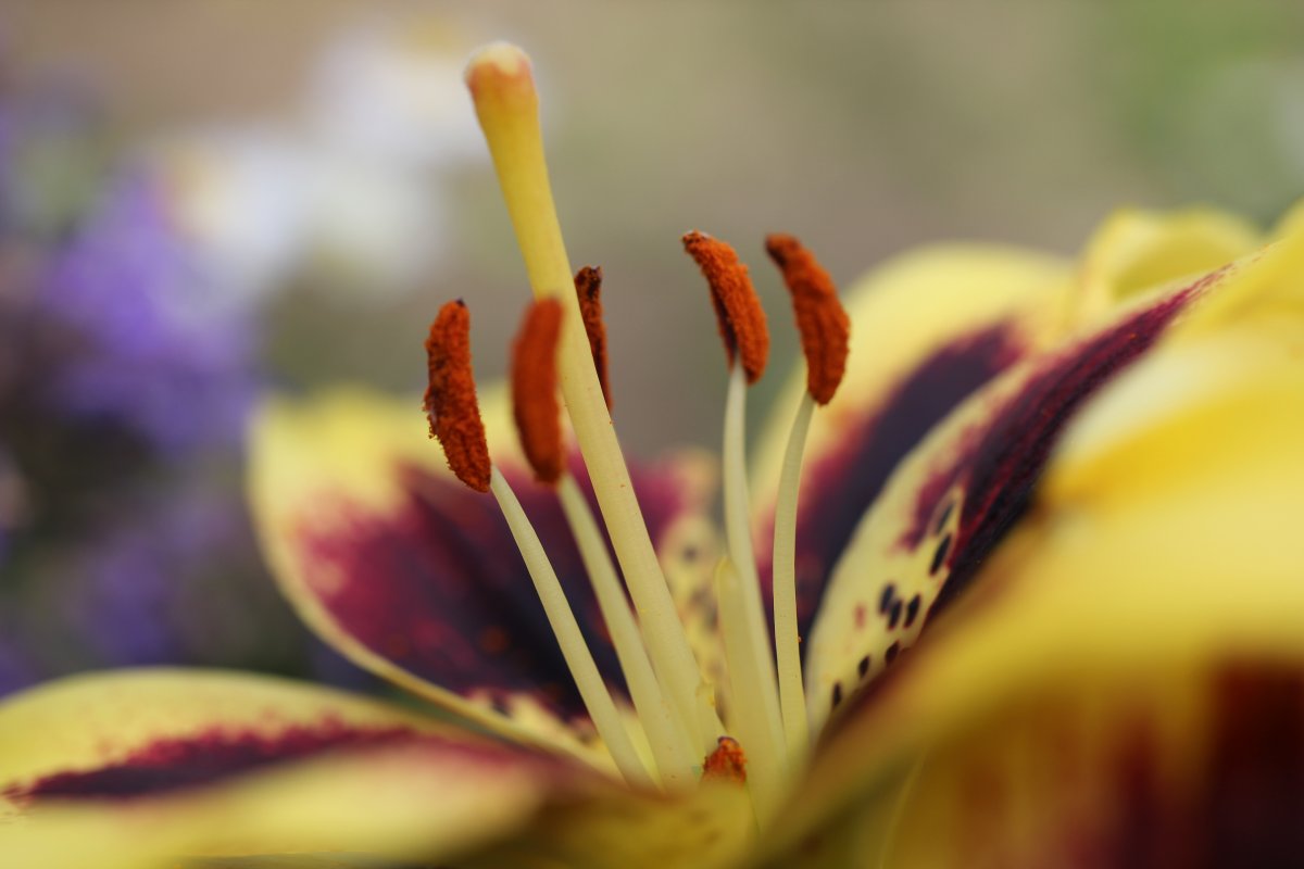 百合花花蕊颜色图片