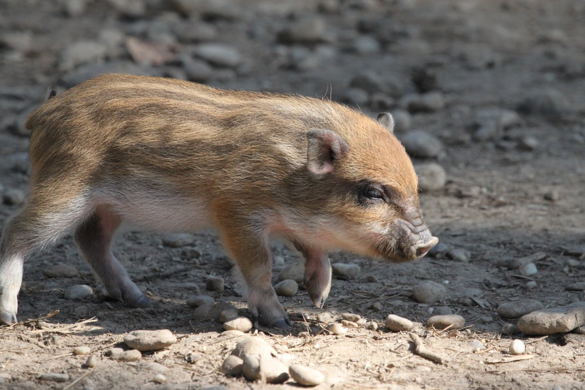 小野猪崽图片