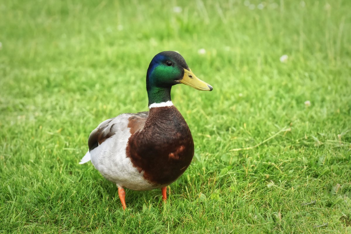 喜欢水中嬉戏的绿头鸭图片