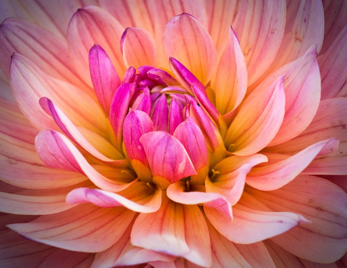 色彩瑰丽热烈开放的大丽花图片