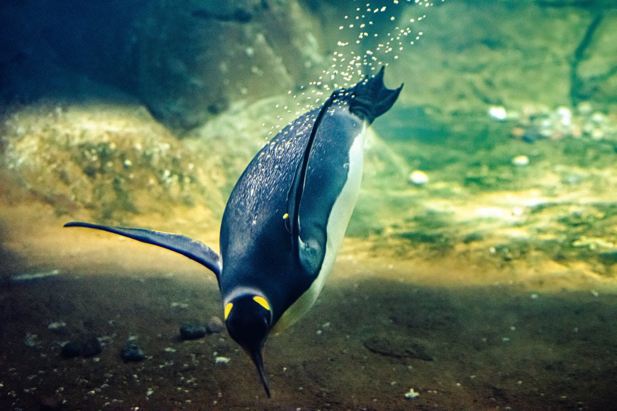 企鹅潜水觅食图片