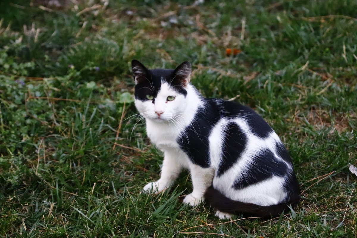 黑白猫品种图片