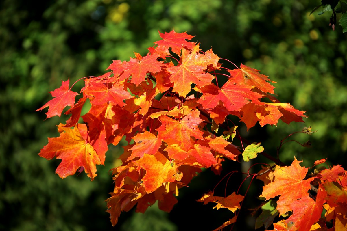 秋季紅色楓樹葉圖片