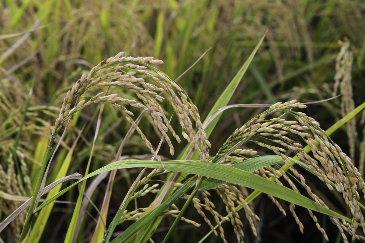 成熟水稻稻穗特写图片
