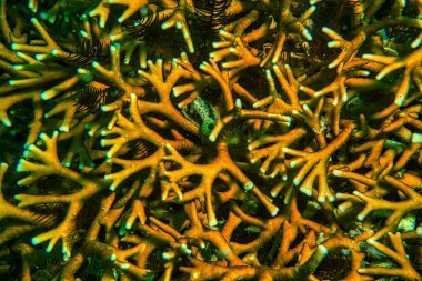 海底的海藻图片
