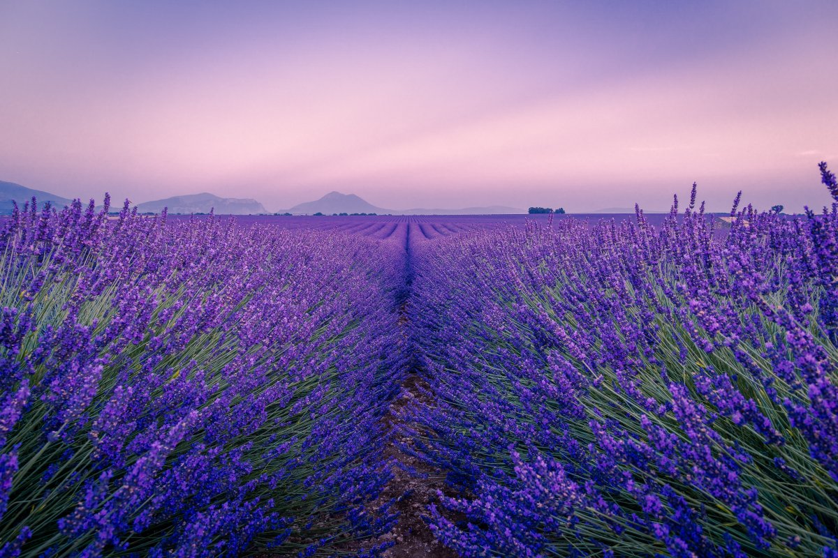 唯美薰衣草花海风景图片