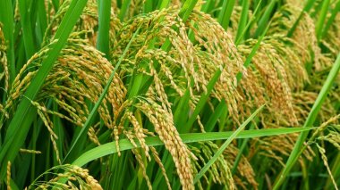 水稻谷物成熟图片