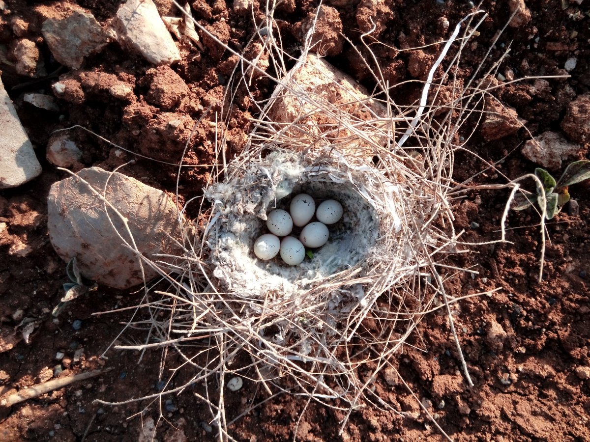 鳥巢中可愛的鳥蛋圖片