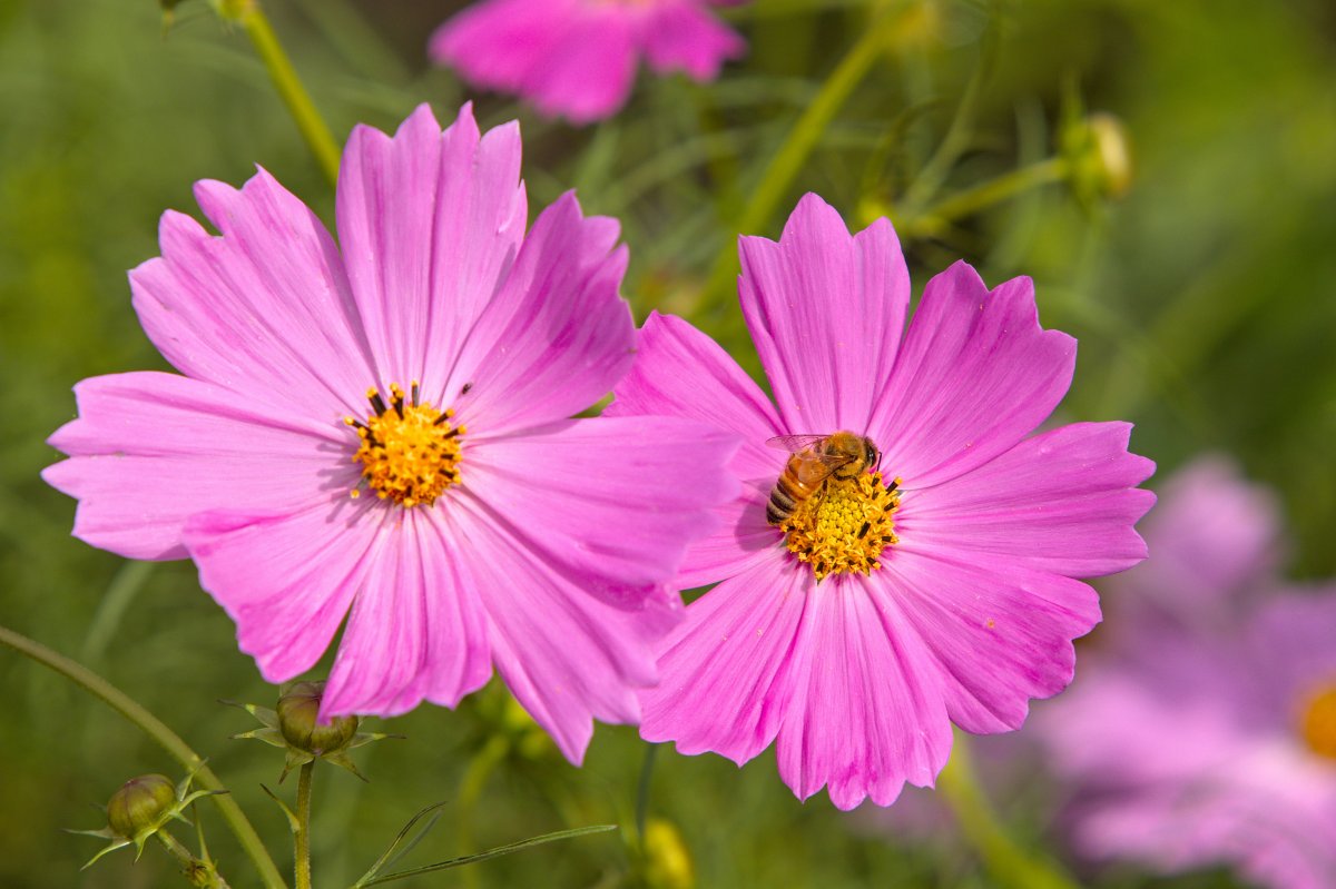 格桑花花朵绽放图片