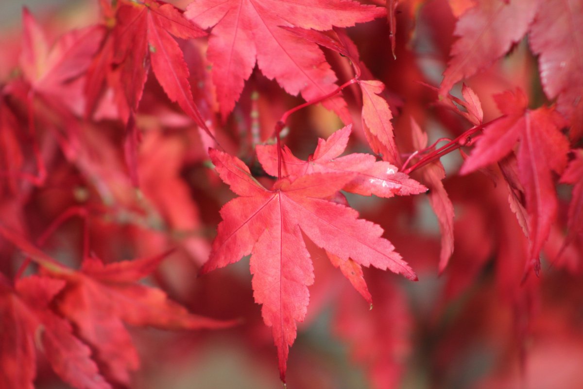 火紅色楓樹葉攝影圖片