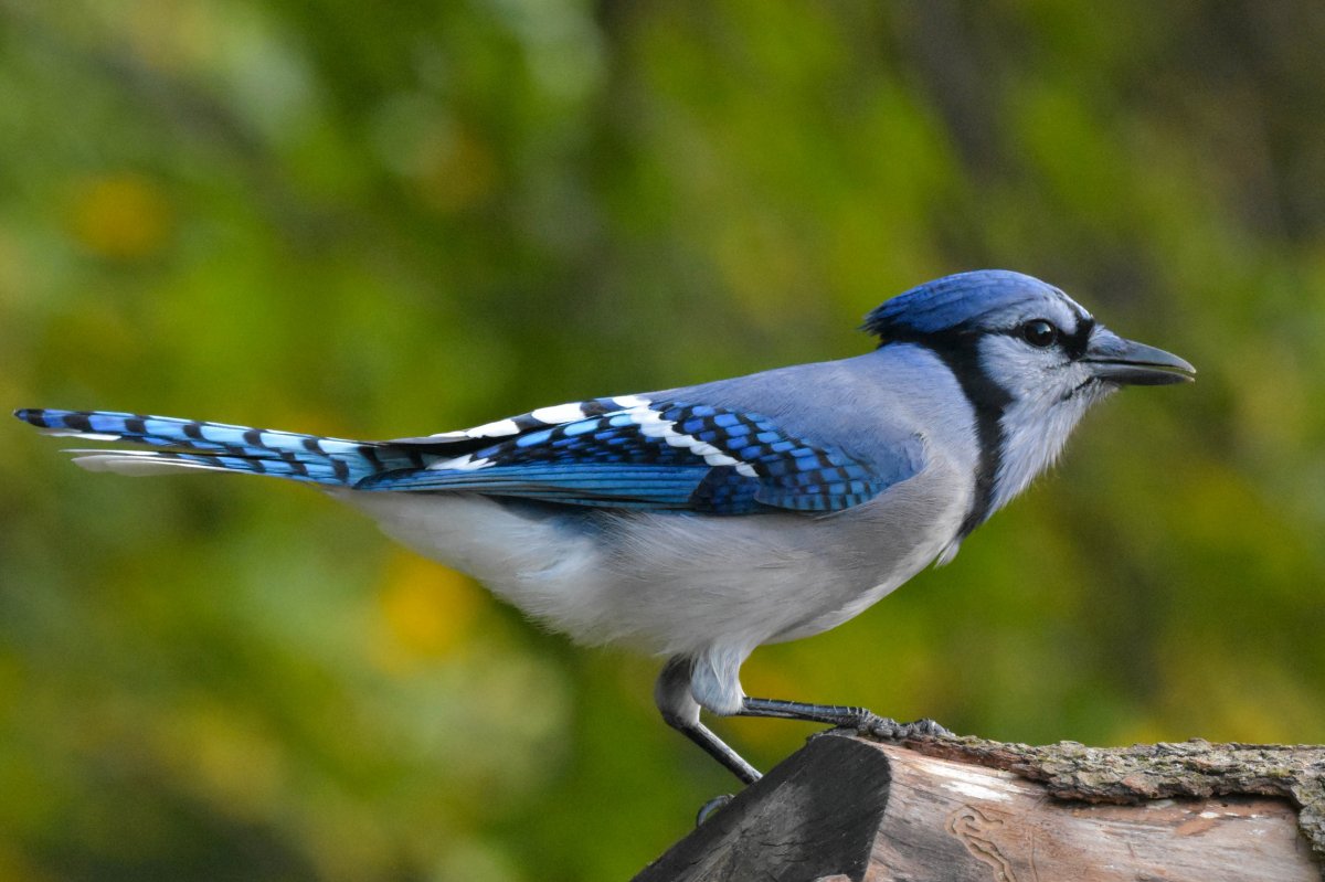 蓝色栖息鸟图片,高清图片