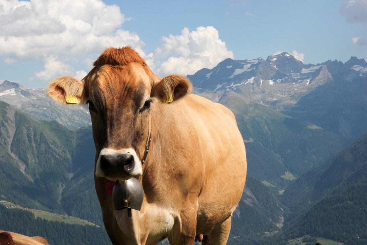 高原小黄牛图片,高清图片