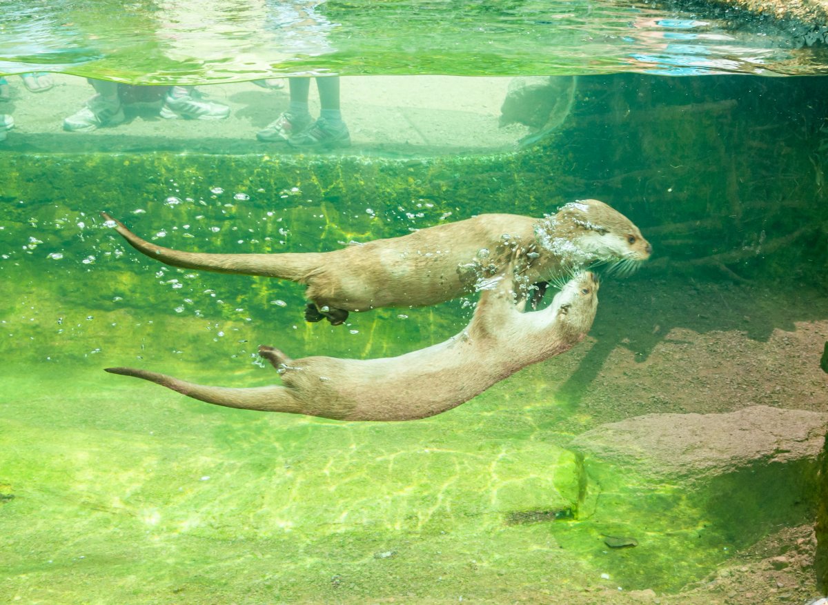 两只水獭在水里嬉闹图片