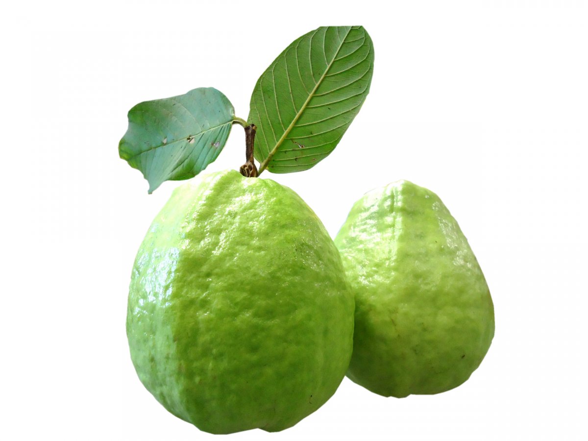 新鲜的番石榴图片,高清图片