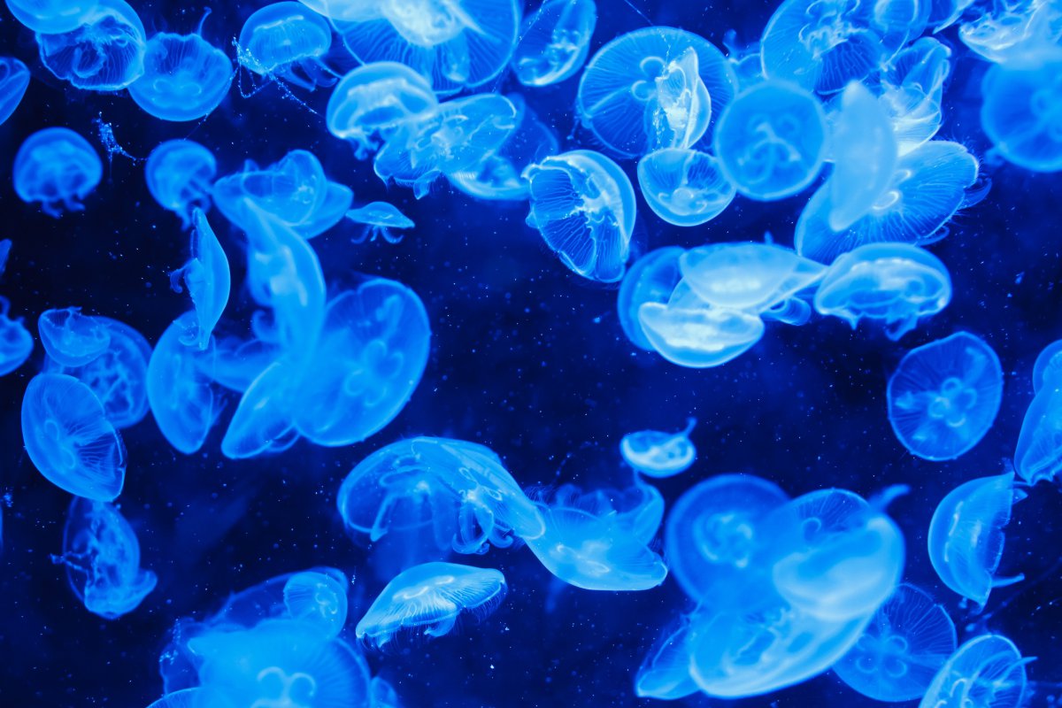 深海的蓝色水母图片 高清图片
