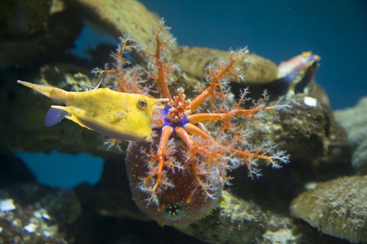 水族馆里的水生动植物图片