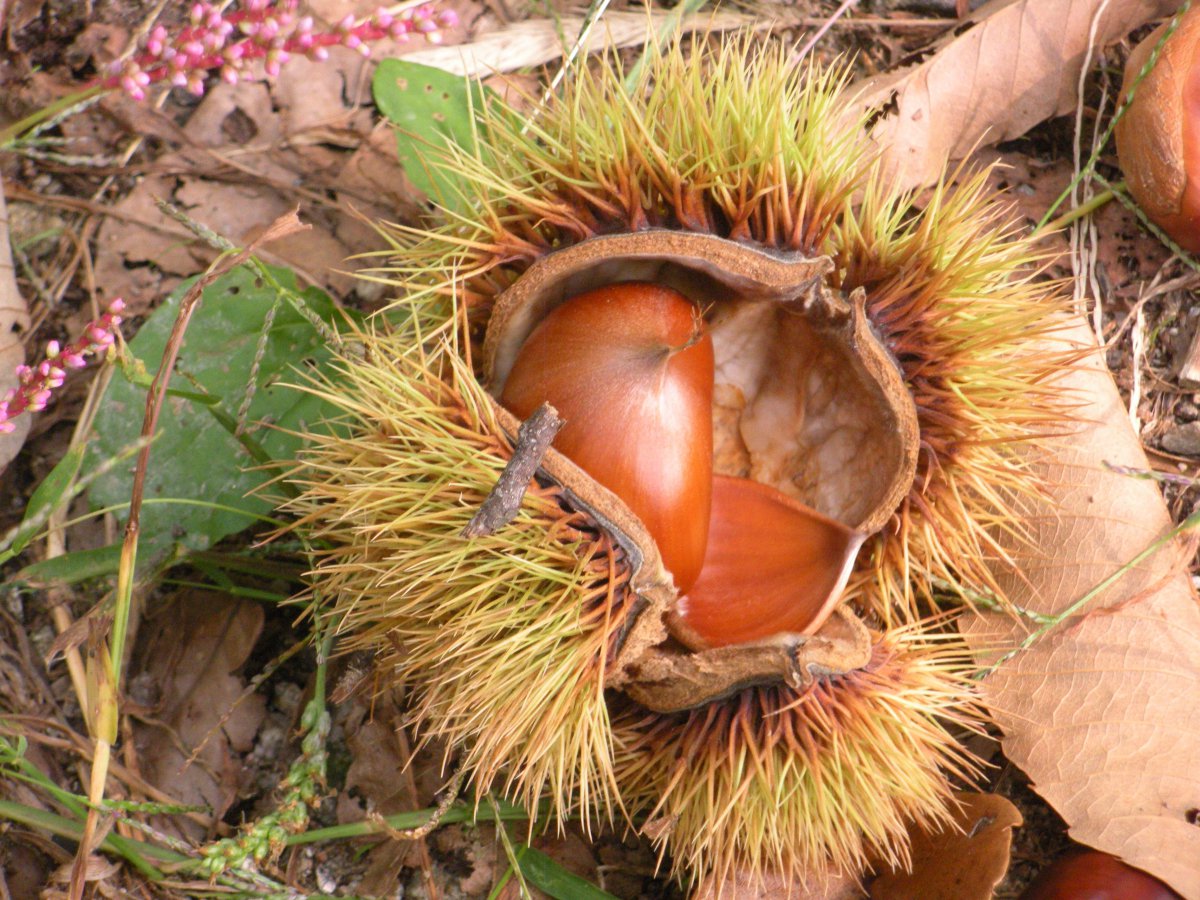 刚采摘的板栗图片