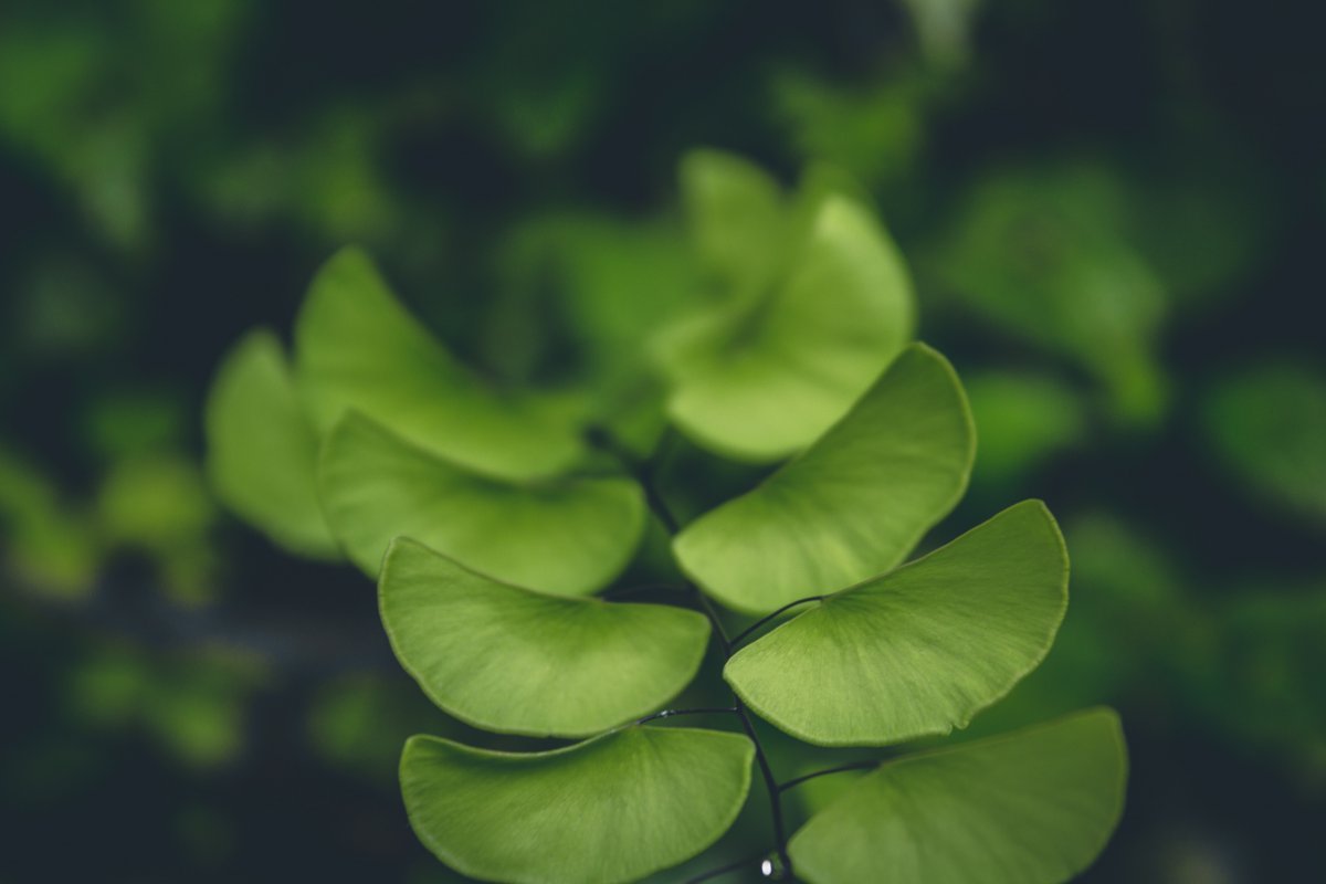 层叠的绿叶背景素材图片