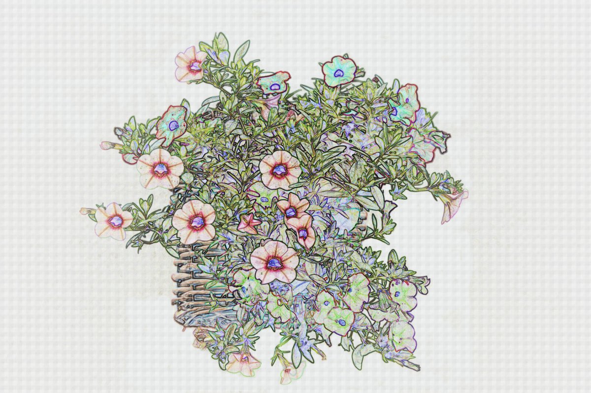 彩色素描花卉图片