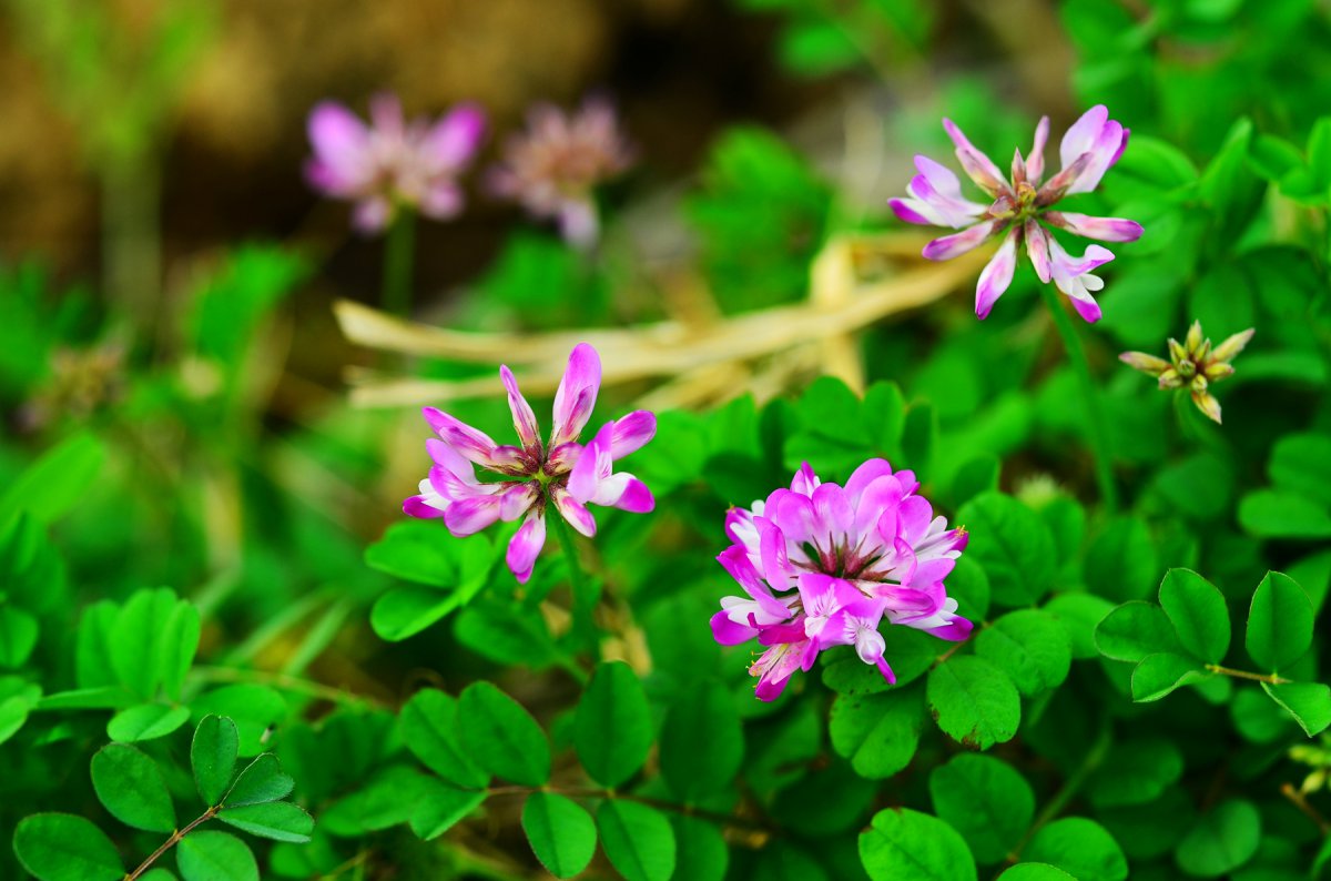 紫色苜蓿花圖片