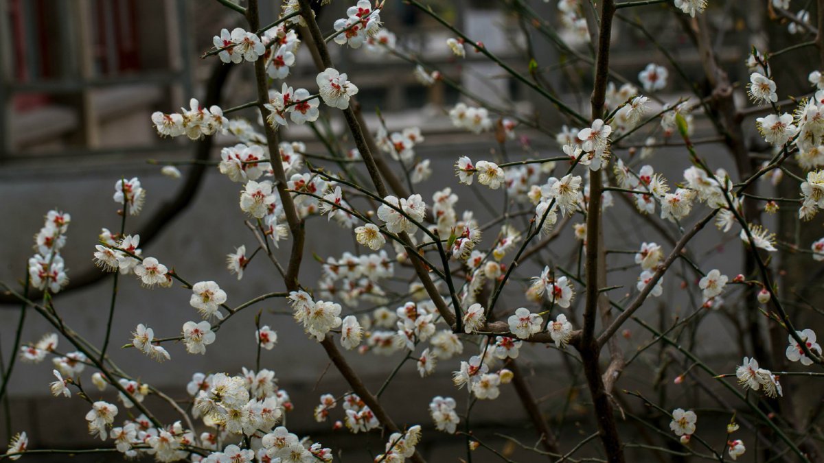 白色梅花图片大图