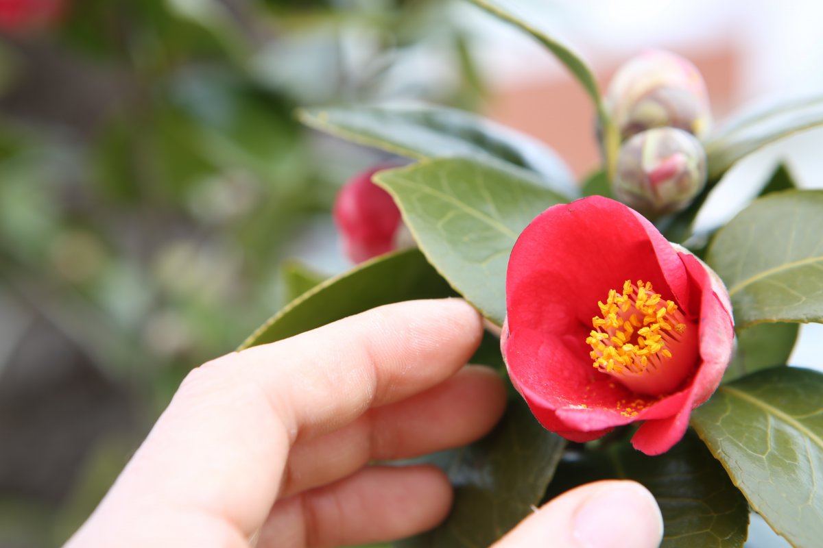 紅色的茶花圖片