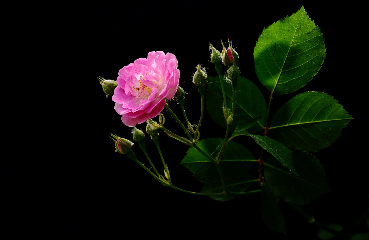 蔷薇蔷薇图片高清蔷薇图片