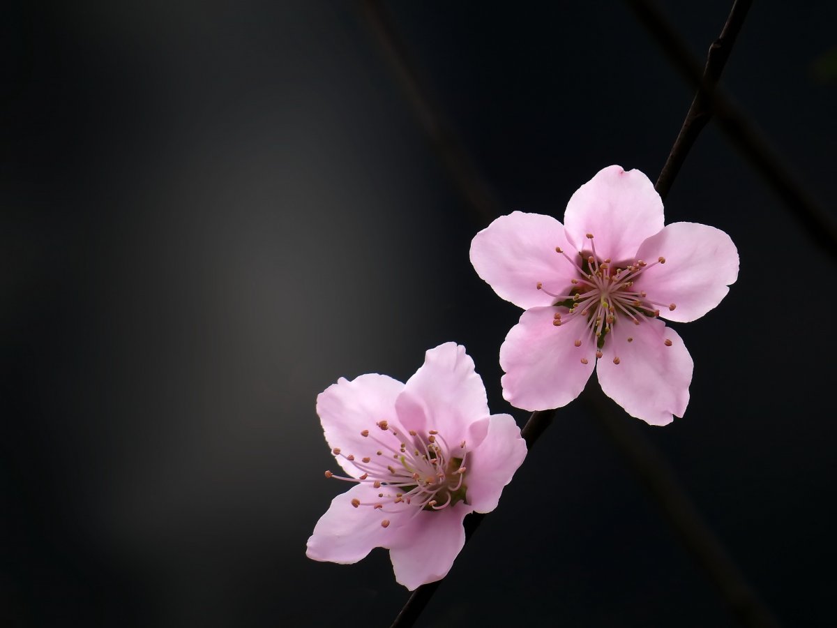 一颗真实桃花图片图片