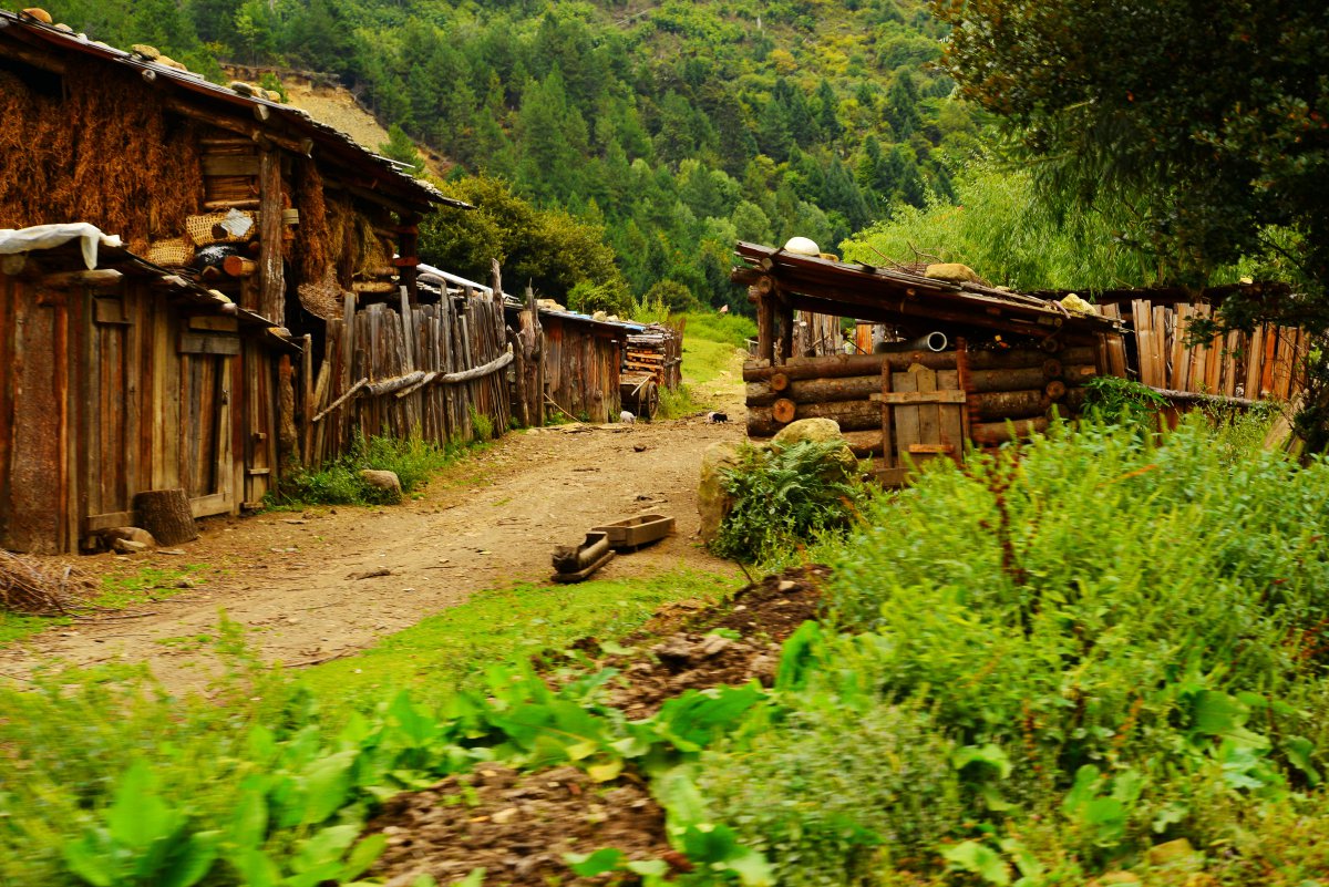 西藏南伊沟原始森林景观图片