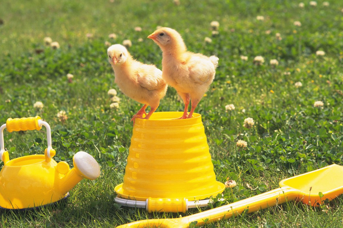 超萌可爱的小鸡图片