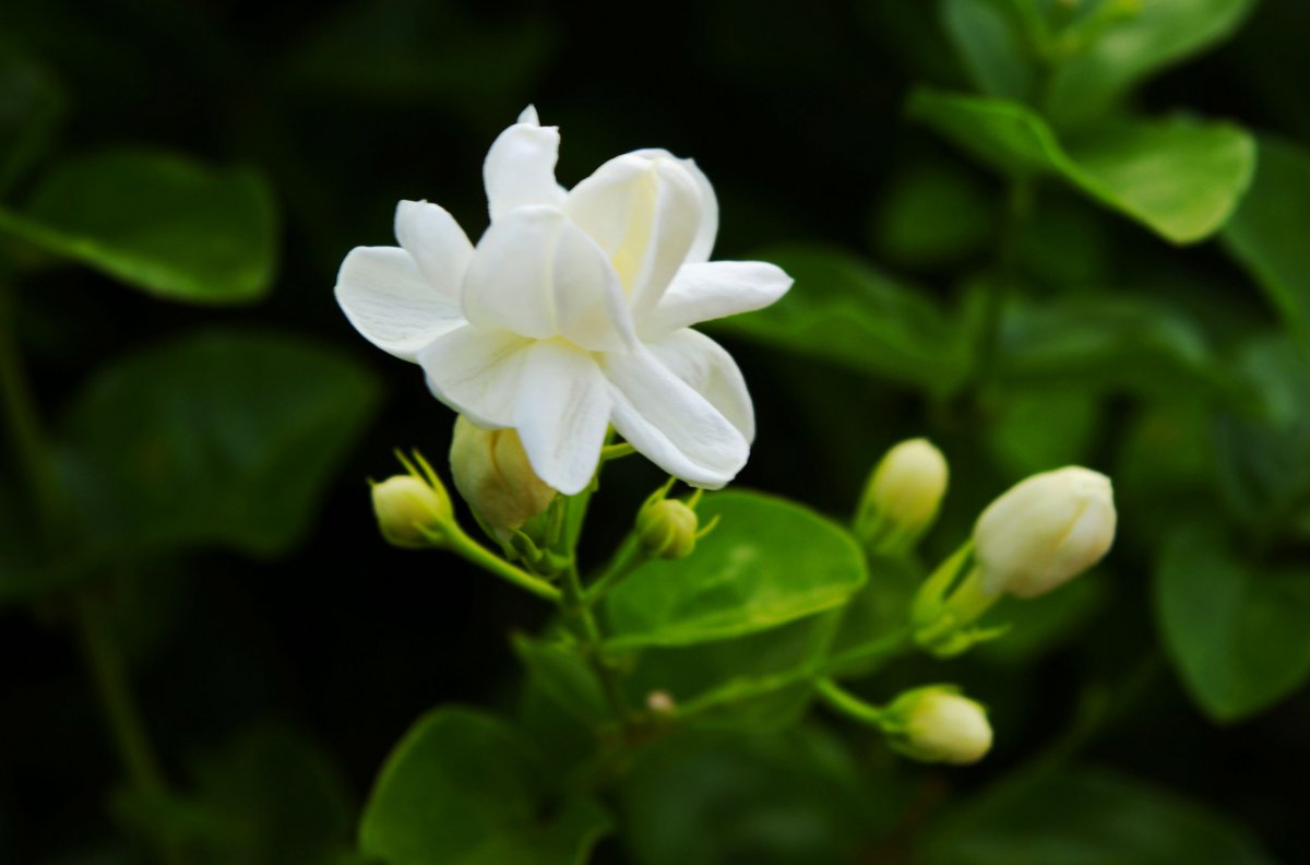 洁白的茉莉花图片