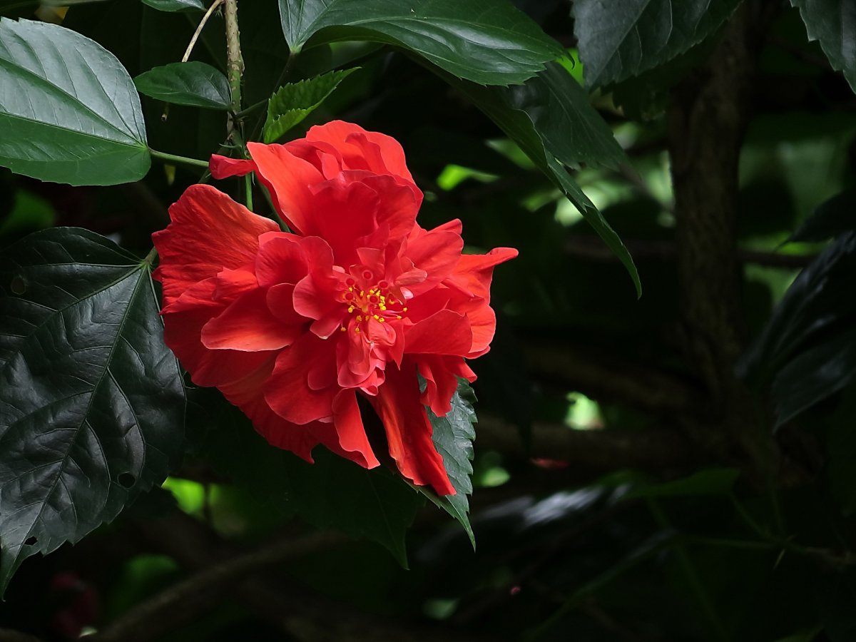 泰国红色扶桑花图片