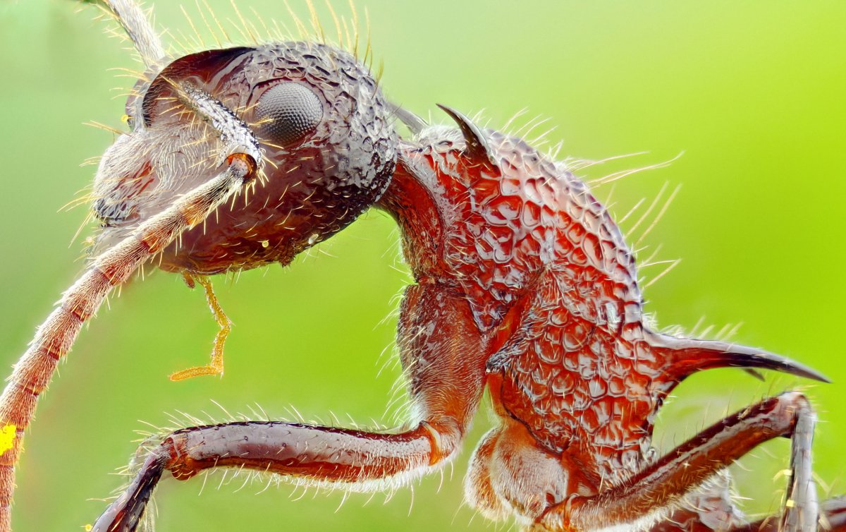 微距蚂蚁图片,高清图片