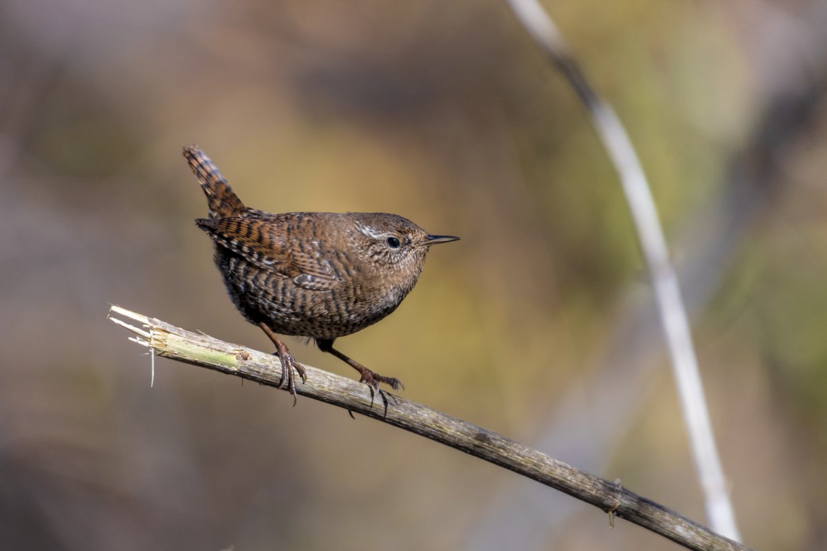 鷦鷯鳥類圖片